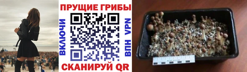 Псилоцибиновые грибы Psilocybine cubensis  мориарти официальный сайт  Ужур  МЕГА ТОР 